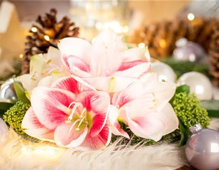 Amaryllis – weihnachtlicher Blütentraum Amaryllis – weihnachtlicher Blütentraum