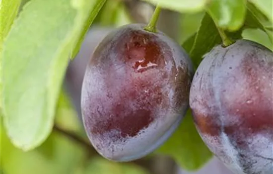 Prunus domestica \'Imperial