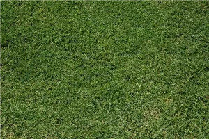 Rasen-Intensiv-Workshop