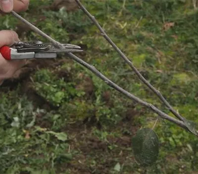 Workshop Obstbaumschnitt