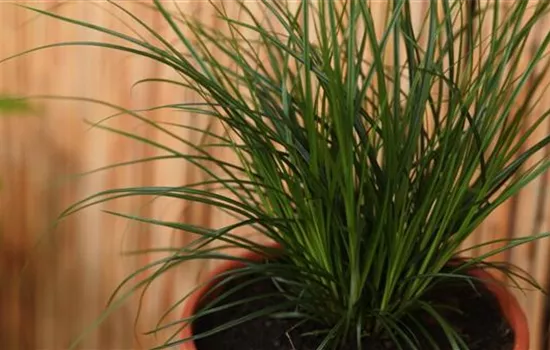 Gartensegge - Einpflanzen in ein Gefäß Gartensegge - Einpflanzen in ein Gefäß