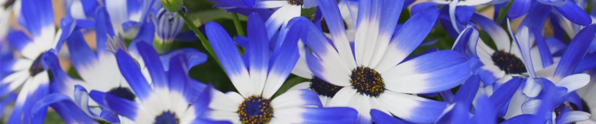 Aschenblume - Einpflanzen im Garten (Thumbnail).jpg Aschenblume - Einpflanzen im Garten (Thumbnail).jpg