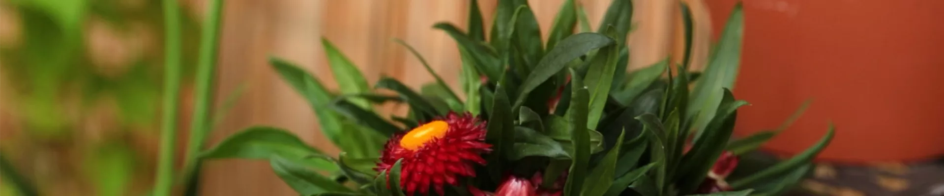 Garten-Strohblume - Einpflanzen in ein Gefäß (Thumbnail).jpg Garten-Strohblume - Einpflanzen in ein Gefäß (Thumbnail).jpg