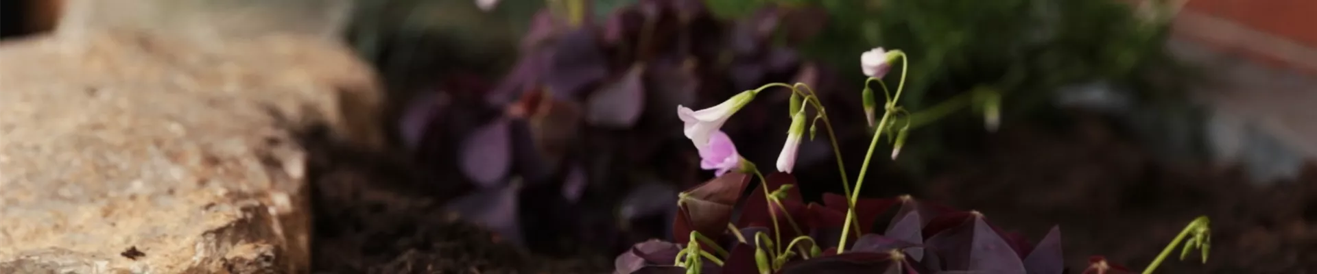 Glücksklee - Einpflanzen im Garten (Thumbnail).jpg Glücksklee - Einpflanzen im Garten (Thumbnail).jpg