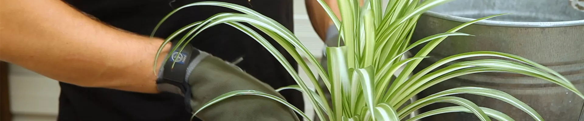 Grünlinie - Umtopfen (Thumbnail).jpg Grünlinie - Umtopfen (Thumbnail).jpg