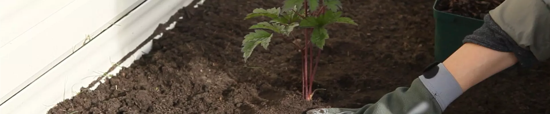 Silberkerzen - Einpflanzen Im Garten (Thumbnail).jpg Silberkerzen - Einpflanzen Im Garten (Thumbnail).jpg