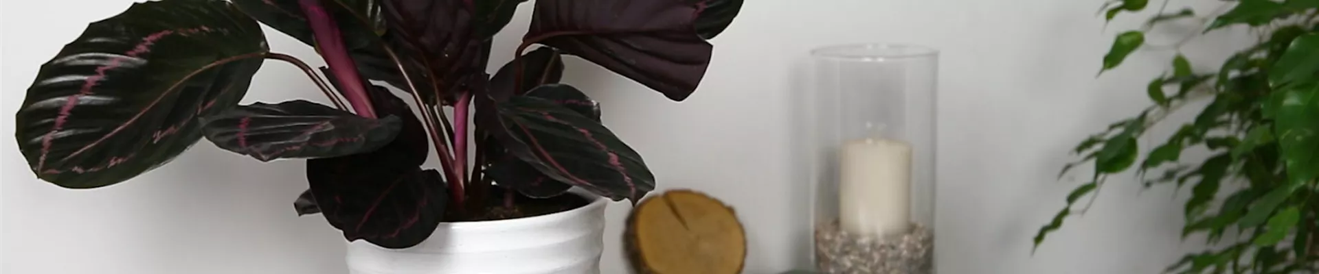 Korbmarante - Einpflanzen in ein Gefäß (Thumbnail).jpg Korbmarante - Einpflanzen in ein Gefäß (Thumbnail).jpg