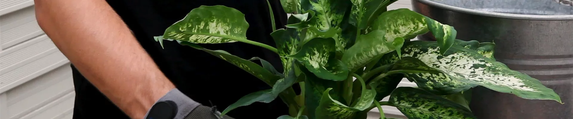 Dieffenbachie - Umtopfen (Thumbnail).jpg