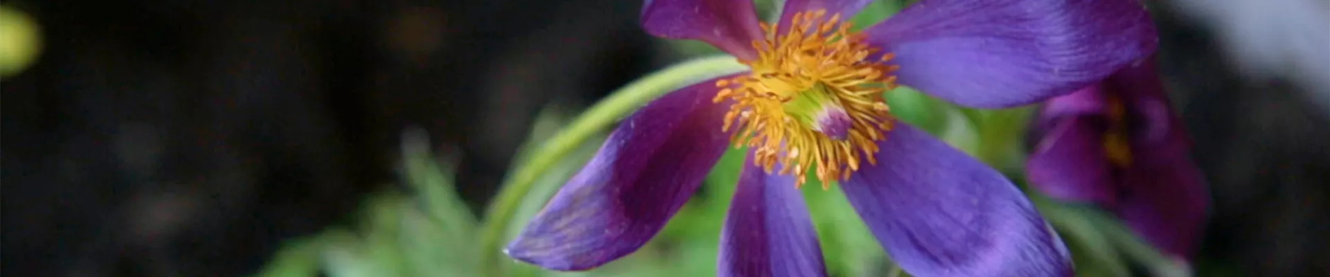 Küchenschelle - Einpflanzen im Garten (Thumbnail).jpg