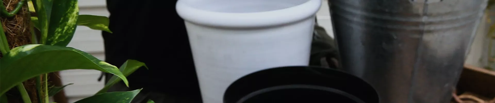 Efeutute - Umtopfen (Thumbnail).jpg Efeutute - Umtopfen (Thumbnail).jpg