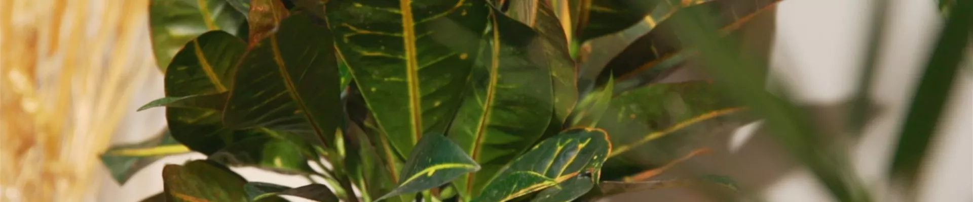 Wunderstrauch - Umtopfen (Thumbnail).jpg Wunderstrauch - Umtopfen (Thumbnail).jpg