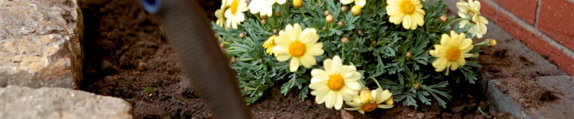 Strauchmargerite - Einpflanzen im Garten (Thumbnail).jpg Strauchmargerite - Einpflanzen im Garten (Thumbnail).jpg