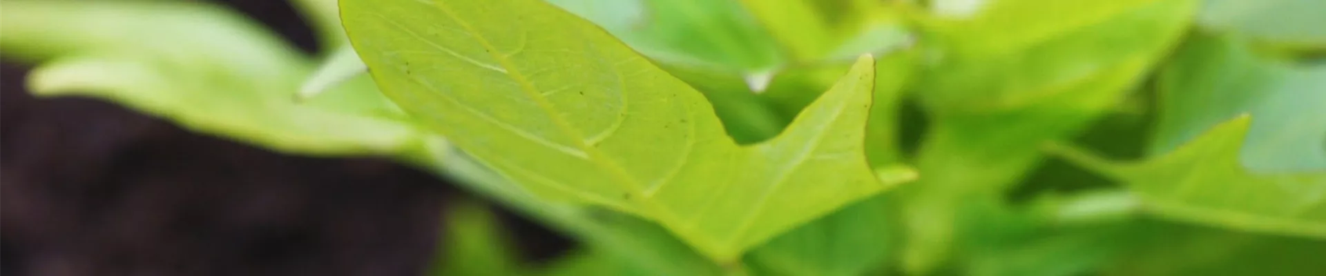 Zier-Süßkartoffel - Einpflanzen im Garten (thumbnail).jpg Zier-Süßkartoffel - Einpflanzen im Garten (thumbnail).jpg