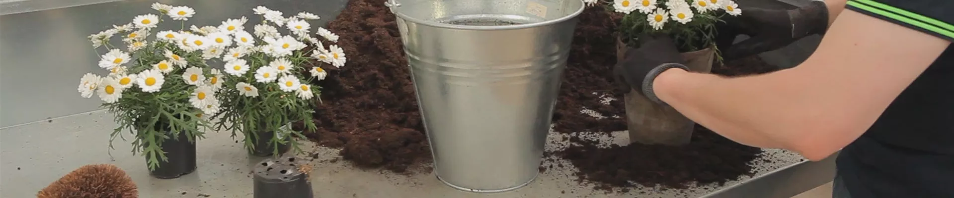 Mageriten - Einpflanzen in ein Gefäß (thumbnail).jpg Mageriten - Einpflanzen in ein Gefäß (thumbnail).jpg