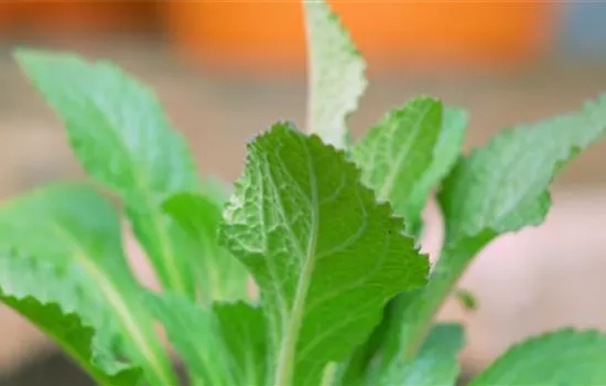 Fingerhut - Einpflanzen im Garten Fingerhut - Einpflanzen im Garten