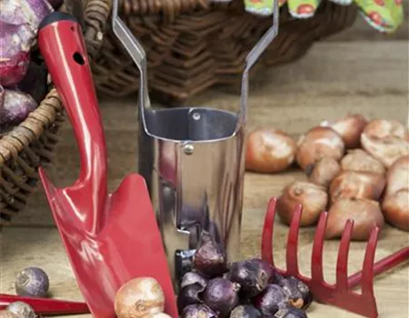 Ab in den Garten – Blumenzwiebeln im Frühjahr einpflanzen