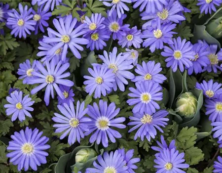 Anemonen – zarte Windröschen im Garten