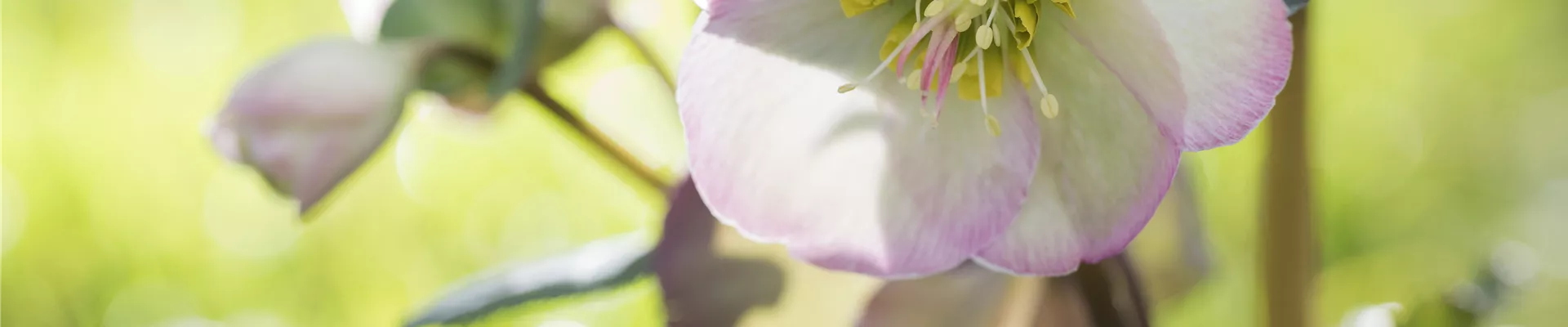 GS526335.jpg GS526335.jpg