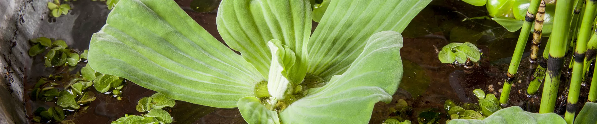 GS475773.jpg GS475773.jpg