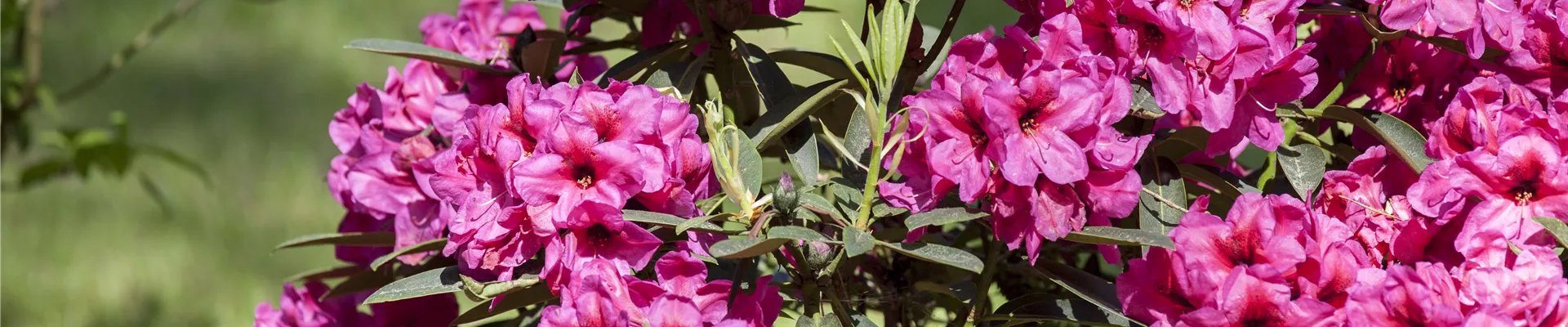 GS428998.jpg GS428998.jpg