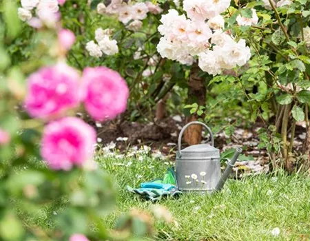 Bewässerungsanlagen im Garten – entspannt sitzen statt schwitzen