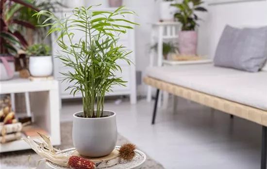 Wie versorge ich Zimmerpflanzen während eines kurzen Urlaubs? Wie versorge ich Zimmerpflanzen während eines kurzen Urlaubs?