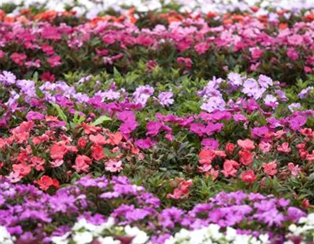 Begonien – tropische Blütenpracht in Haus und Garten