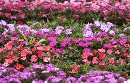 Begonien – tropische Blütenpracht in Haus und Garten Begonien – tropische Blütenpracht in Haus und Garten