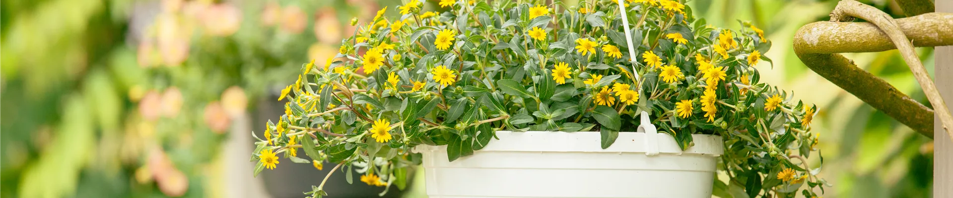 GS529472.jpg GS529472.jpg