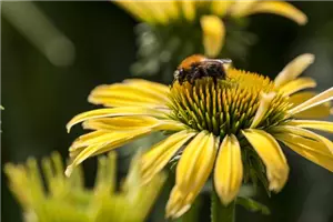 Workshop: Der klimaangepasste Garten von 10.30 bis 13.00 Uhr