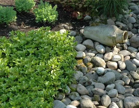 Auf dem Boden der Tatsachen – Bodendecker im Garten