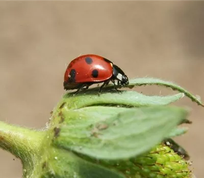 Workshop: Nützlinge im Garten fördern 