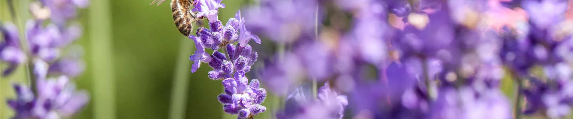 GS531048.jpg GS531048.jpg