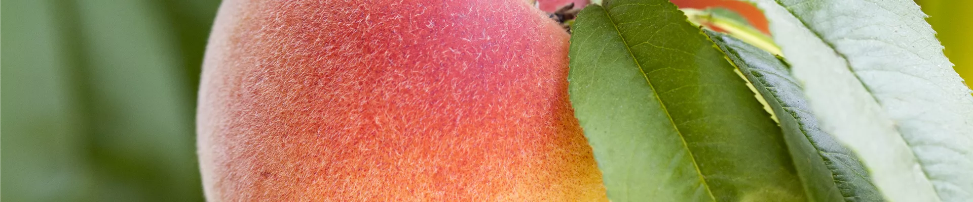 GS502610.jpg GS502610.jpg