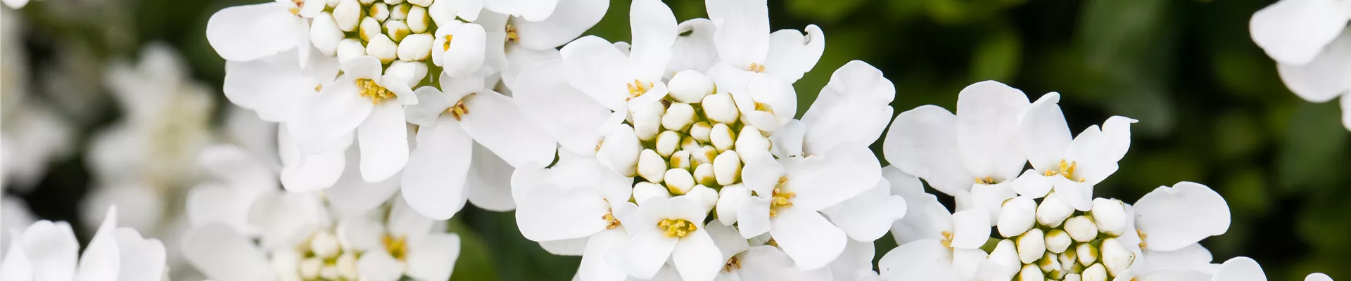 GS529424.jpg GS529424.jpg