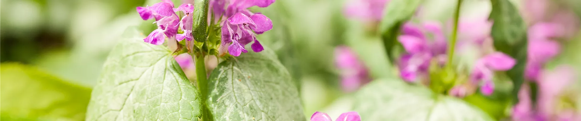 GS528575.jpg GS528575.jpg