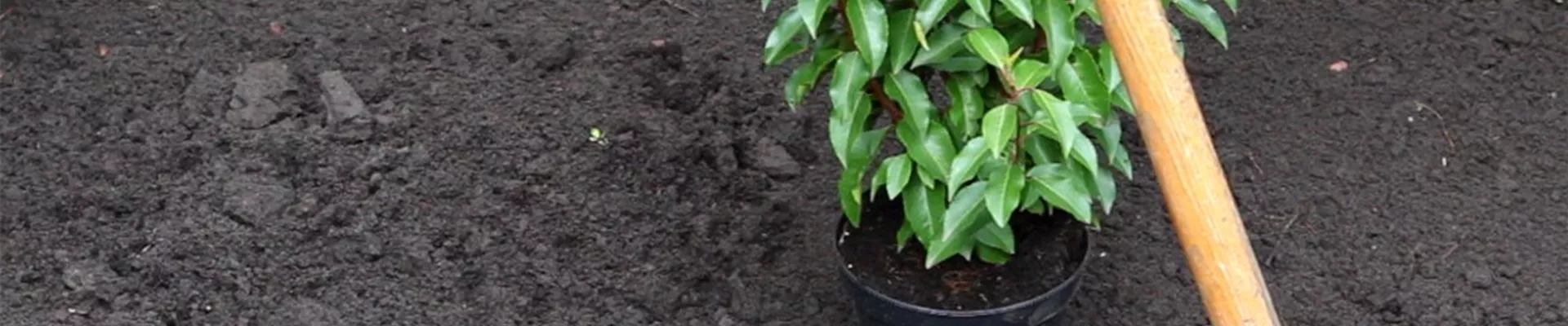 Portugiesischer Kirschlorbeer - Einpflanzen im Garten (2).jpg Portugiesischer Kirschlorbeer - Einpflanzen im Garten (2).jpg