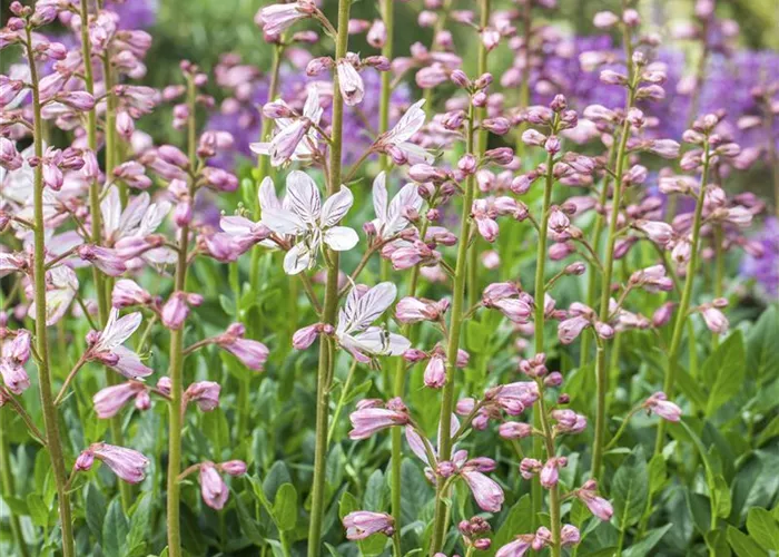 Diptam – wenn eine Pflanze Feuer fängt