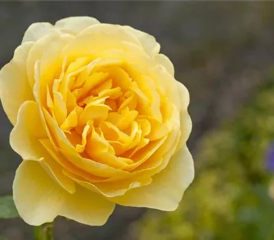 Workshop Rückschnitt an Rosen und Stauden am 01. März um 10 Uhr Workshop Rückschnitt an Rosen und Stauden am 01. März um 10 Uhr