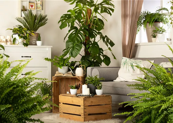 Ein Dschungel im eigenen Wohnzimmer