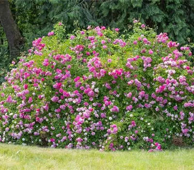 Workshop Rückschnitt an Rosen und Stauden am 01. März von 14 bis 16 Uhr Workshop Rückschnitt an Rosen und Stauden am 01. März von 14 bis 16 Uhr