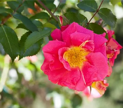 Workshop Rosenrückschnitt und Überwinterung am 25.10. von 9.30 Uhr bis 12.00 Uhr Workshop Rosenrückschnitt und Überwinterung am 25.10. von 9.30 Uhr bis 12.00 Uhr