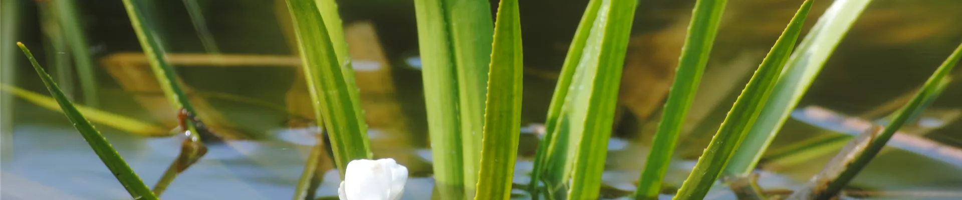 Stratiotes aloides.JPG Stratiotes aloides.JPG