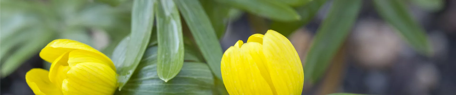 GS471901.jpg GS471901.jpg