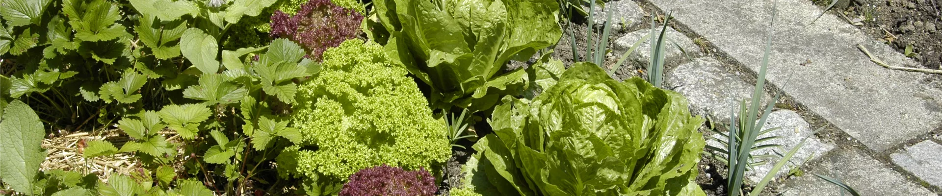 GS619902.jpg GS619902.jpg