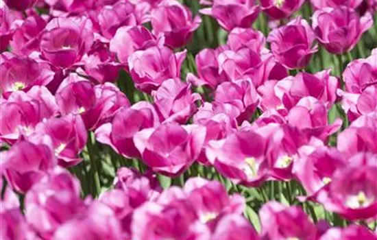 Stauden und Blumenzwiebeln kombinieren Stauden und Blumenzwiebeln kombinieren