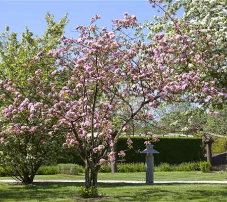 Obstgehölze schneiden - Basis ertragreicher Ernten