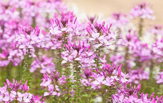 Upcycling mit Milchtüten – aus alt mach neu! Upcycling mit Milchtüten – aus alt mach neu!