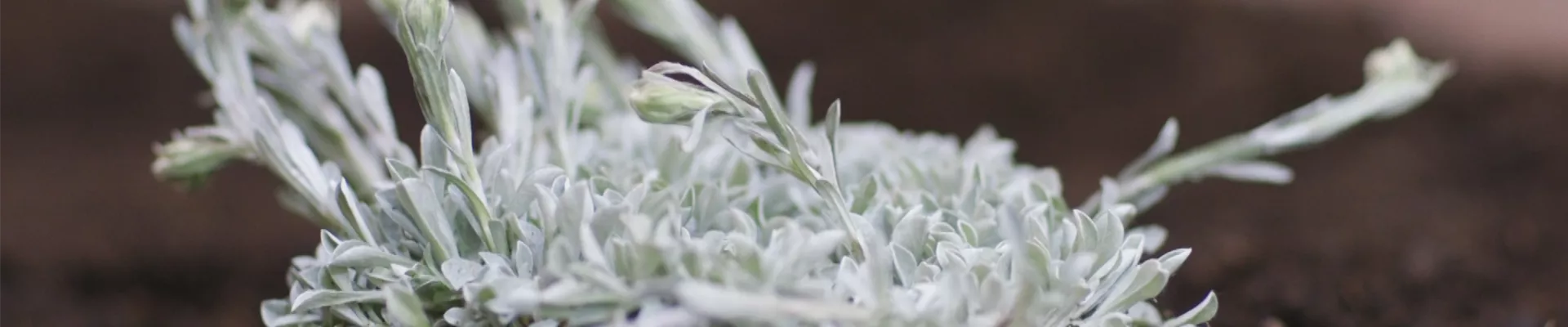 Katzenpfötchen - Einpflanzen im Garten (thumbnail).jpg Katzenpfötchen - Einpflanzen im Garten (thumbnail).jpg