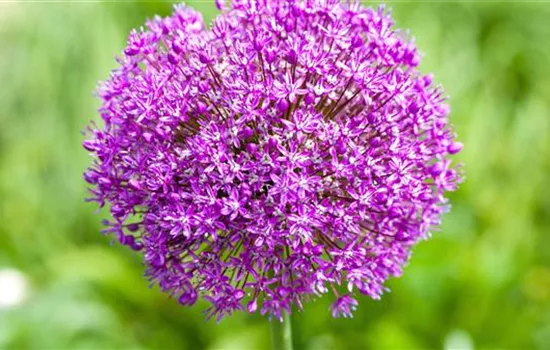 Zierlauch - Einpflanzen im Garten Zierlauch - Einpflanzen im Garten